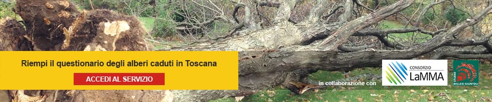BannerAlberiV3